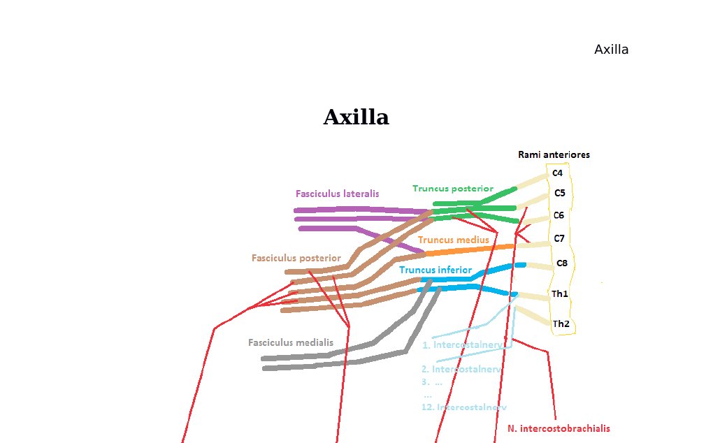 Axilla Abb. 1: Schematische Darstellung der axillären Nerven. EinleitungDefinition: Die Axilla ist der anatomische Raum zwischen lateraler Brustwand und medialem Oberarm.Synonyme: Achsel, Achselhöhle, Fossa axillaris, Spatium axillare. Achsenhöhle: Die Achselhöhle bezeichnet klinisch die Hautfalte zwischen Brustwand und Oberarm, die beim Erwachsenen behaart ist.Die Axilla ist eine wichtige Durchtrittsregion für Gefäße, Nerven und Lymphbahnen zwischen Hals, Thorax und oberer Extremität.Anatomische Strukturen in der Axilla:• Die Axilla enthält A. axillaris, V.…